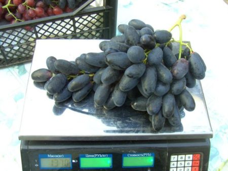Great Grapes