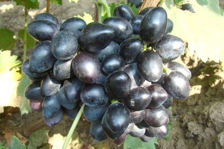 Great Grapes
