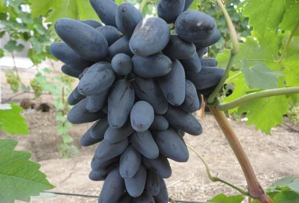 Viking grape variety