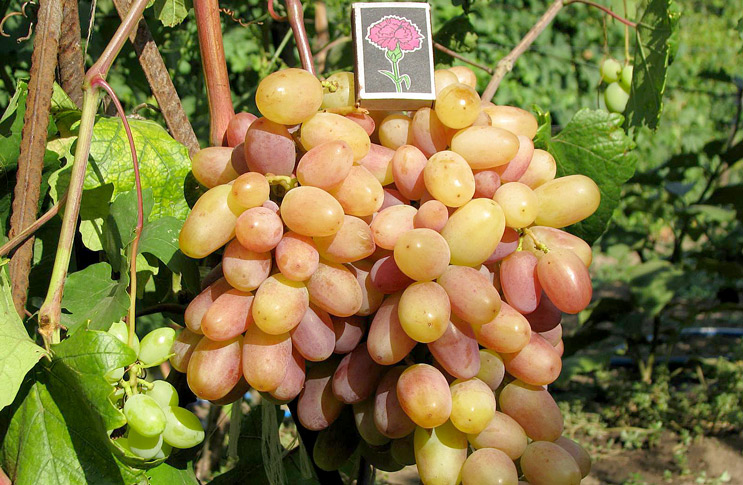 Grapes Victor