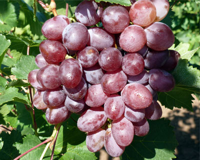 grape variety Victoria