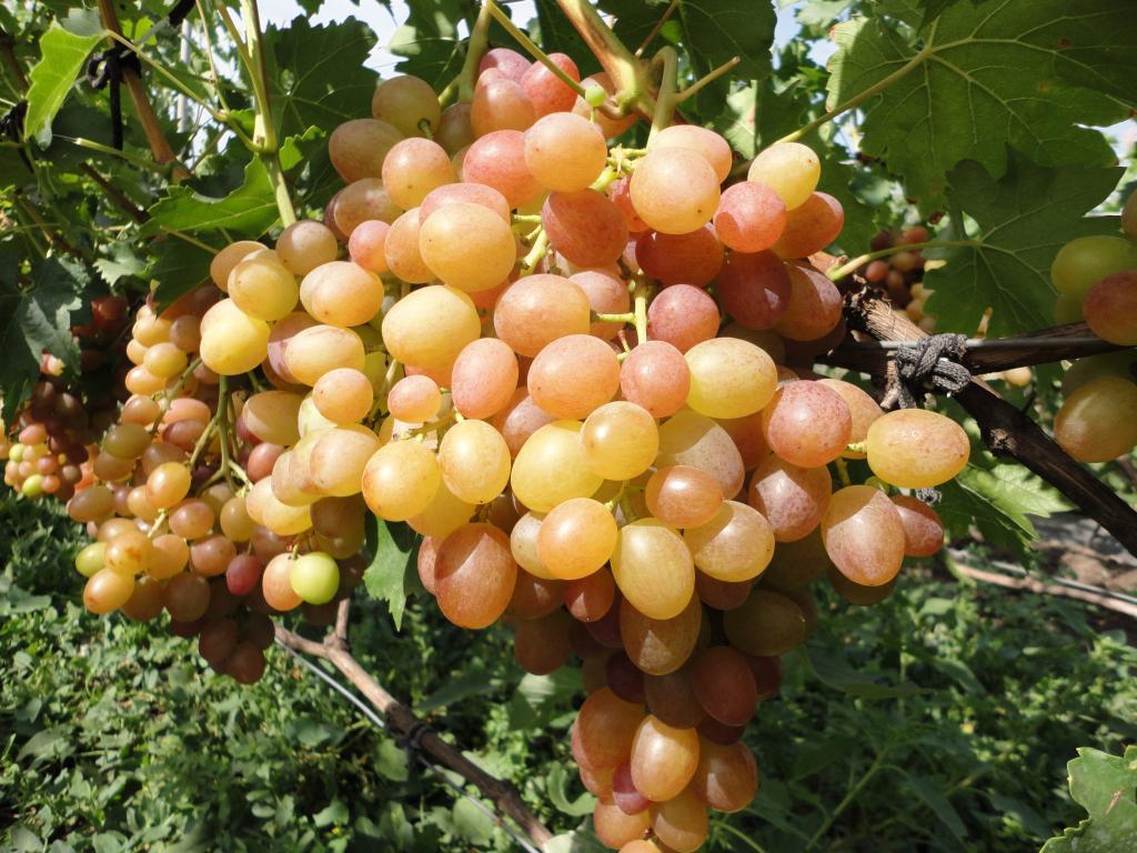 Chameleon Grapes