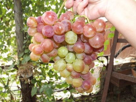 Bunch of grapes
