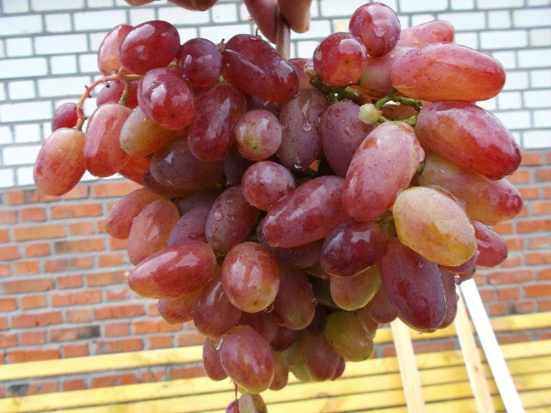 Grapes Julian