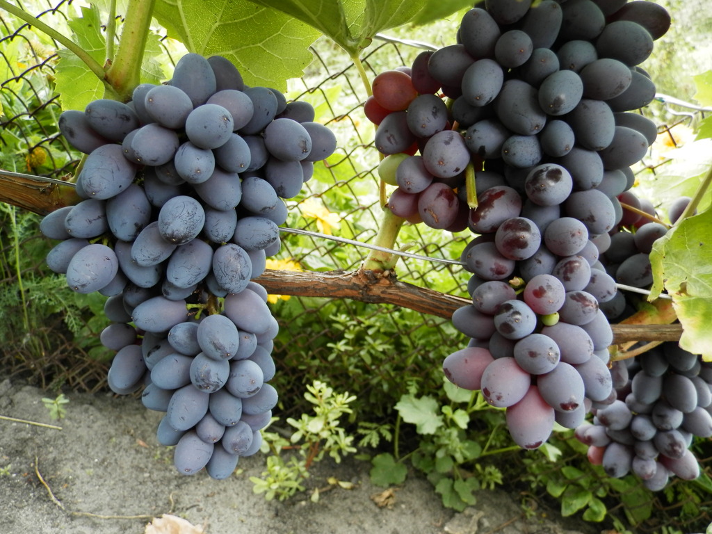 grape variety Jupiter