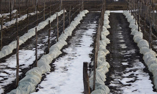 grape shelter under the film