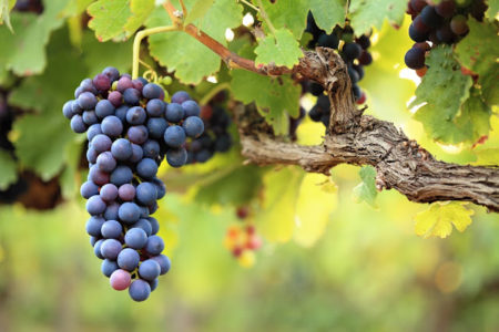 grape planting