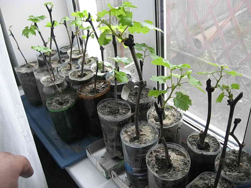 germination of cuttings