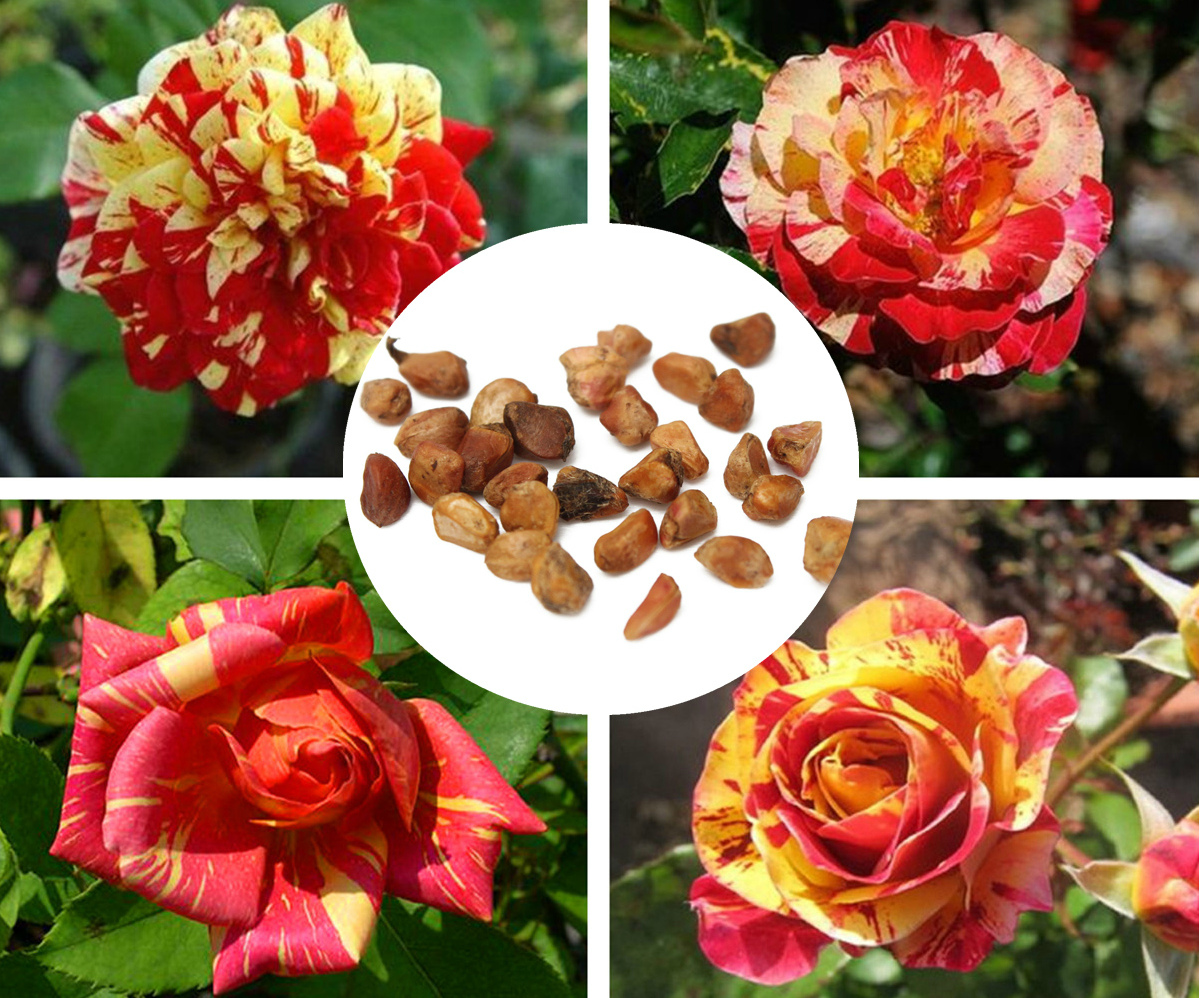 Growing roses