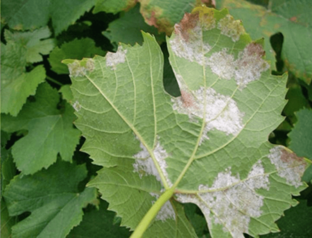 Powdery mildew