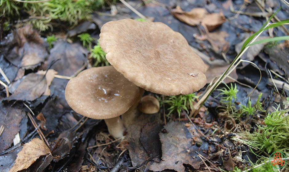 Brown milky