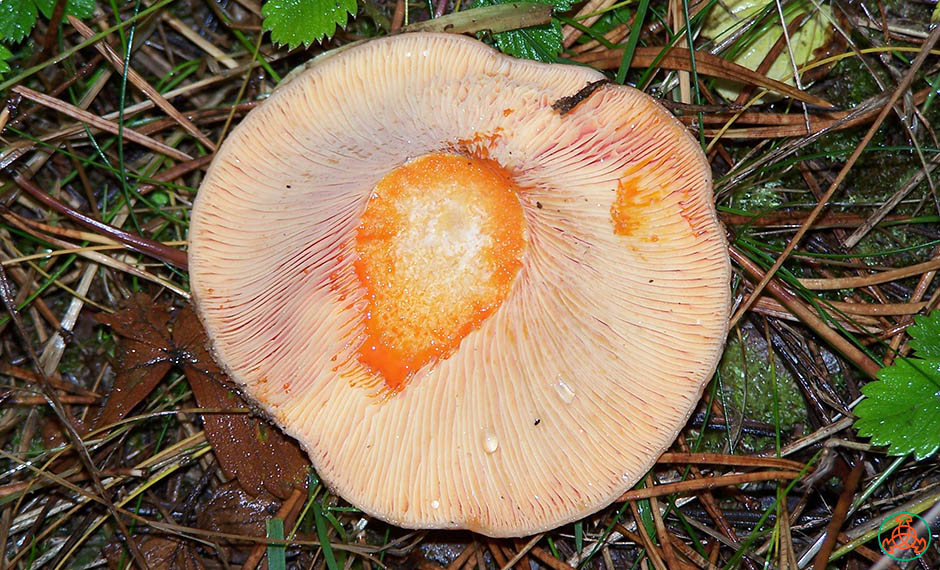 Milky juice in pine mushrooms