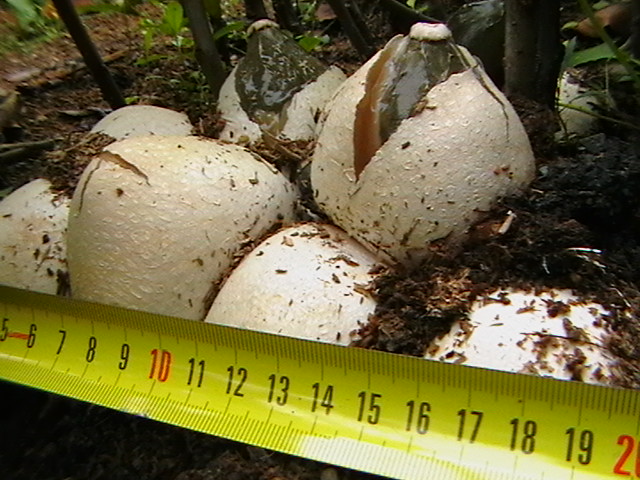Stage of exoperidia rupture in Setkonoski