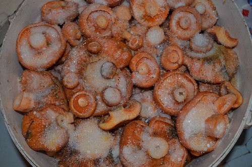 Salted saffron milk cap