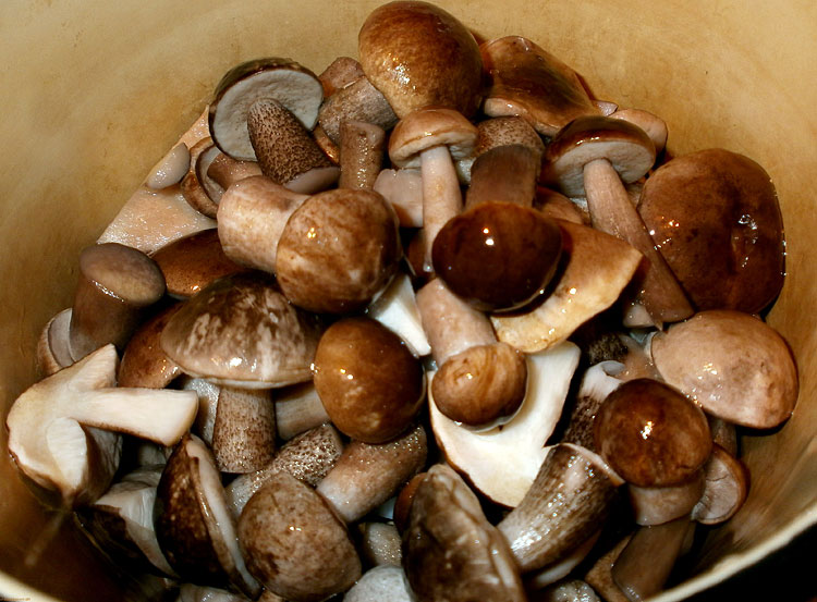 Kuharski bolet