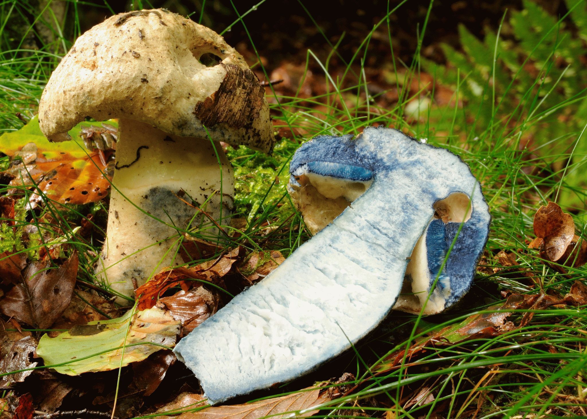 Cut mushroom