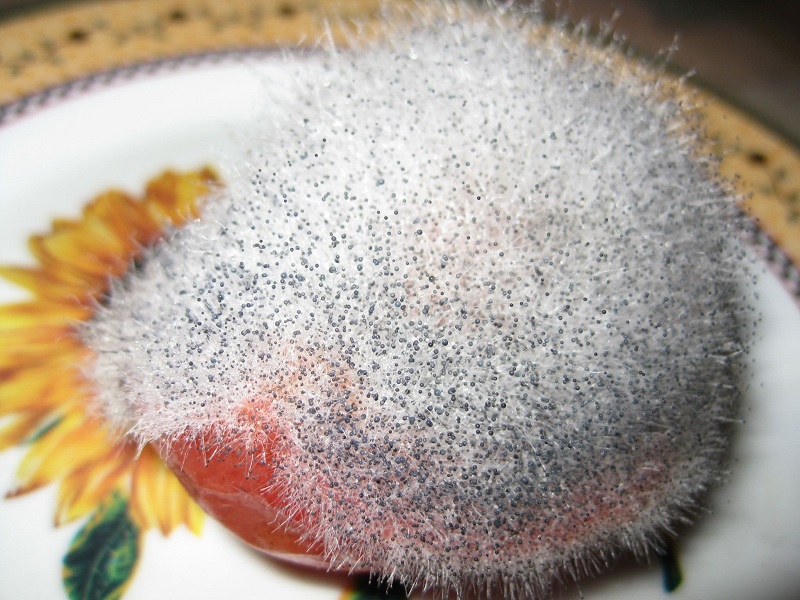 White mold
