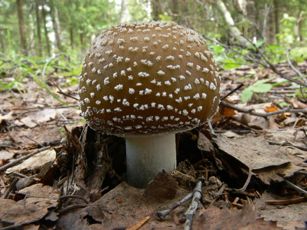 Edible fly agaric