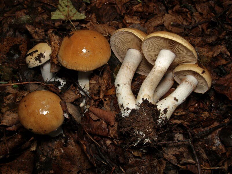 Mushroom picking