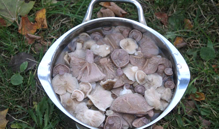 Berba redova