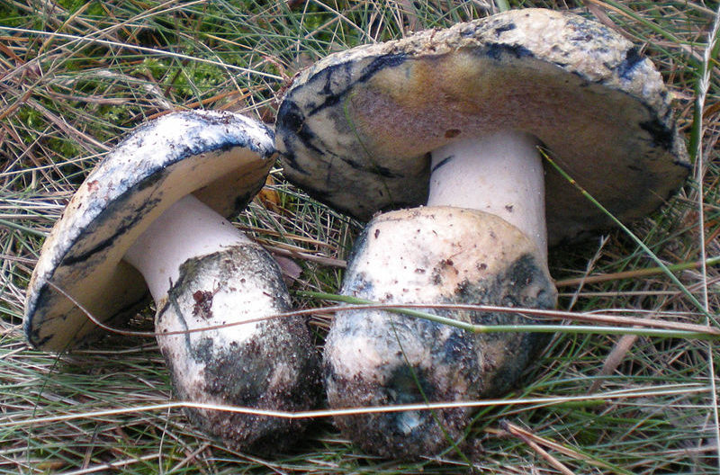 Mycelium of gyropoorus bluish