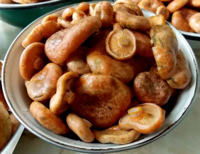 Polish marinated saffron mushrooms