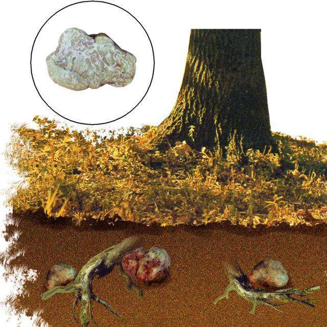Mushroom Growth Places