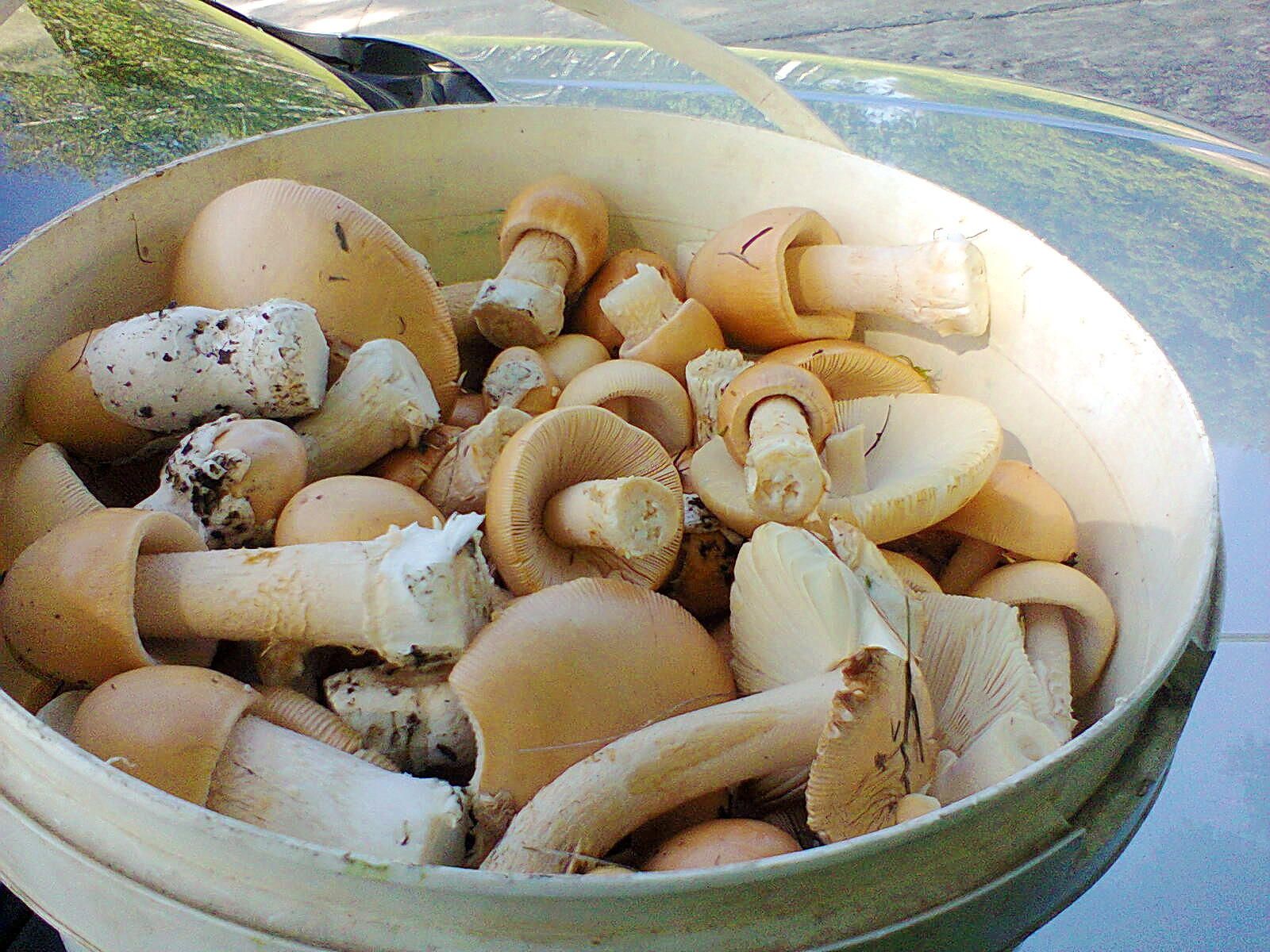 Mushroom picking