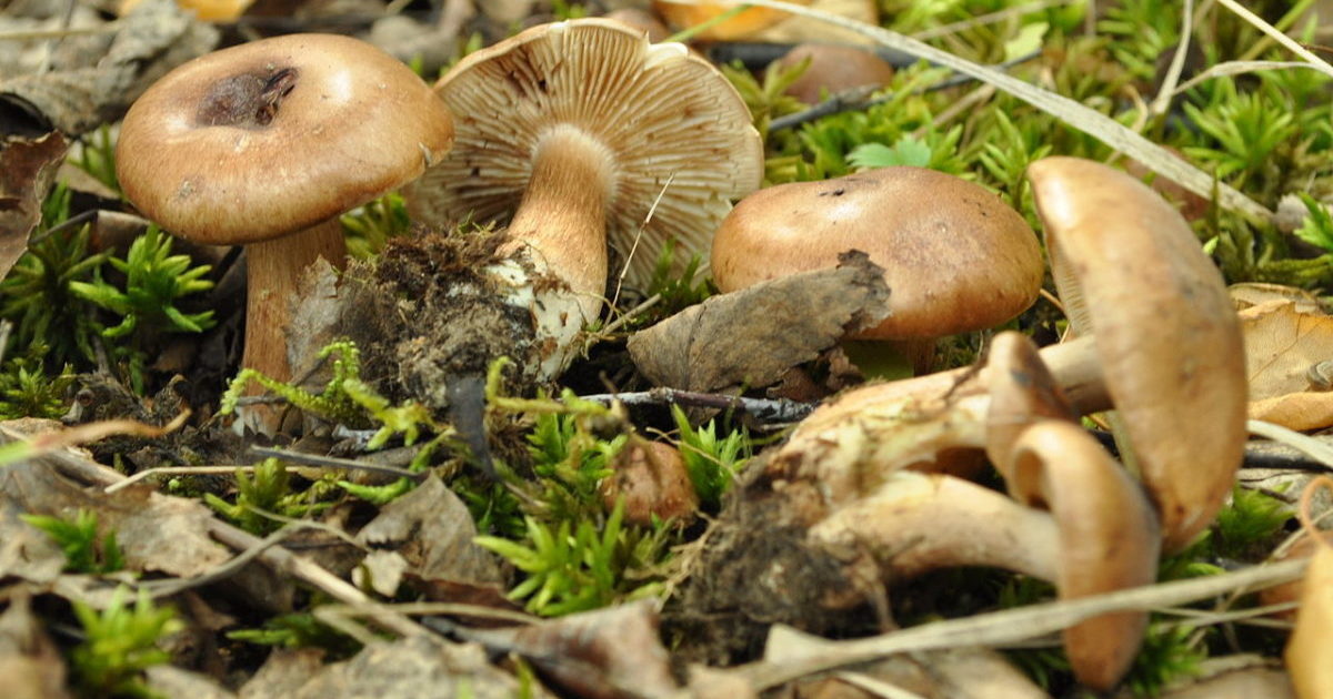 blewits