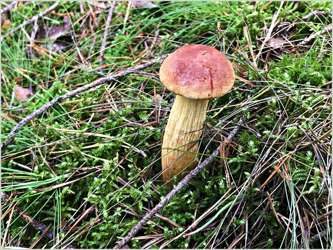 Golden boletus
