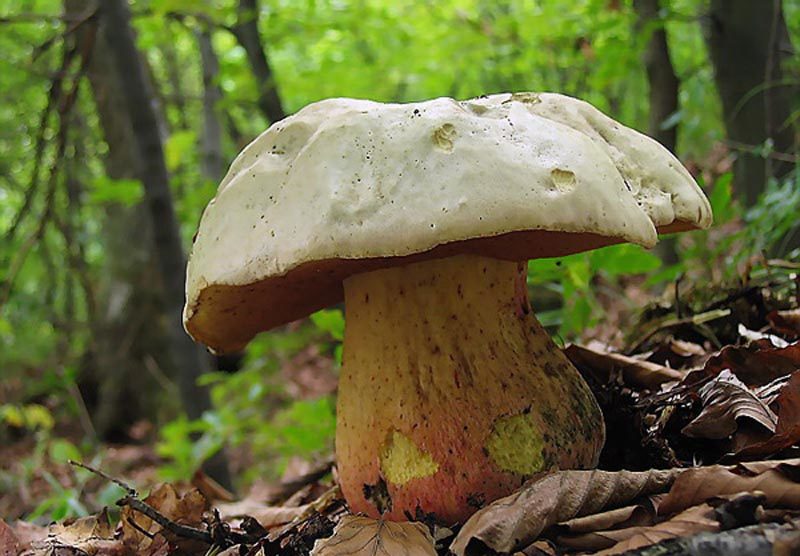 Satanic mushroom