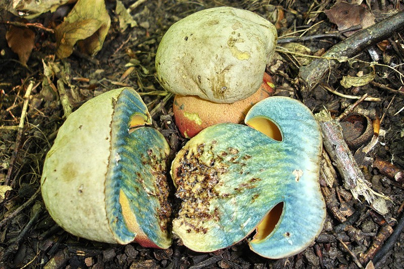 Cut mushroom
