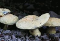 Modrica od gljiva