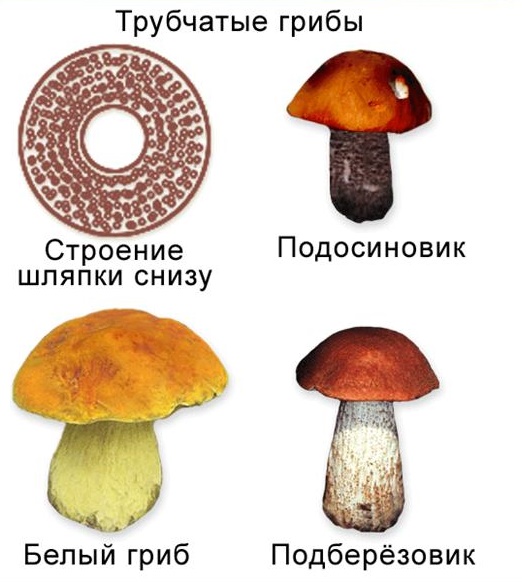 Značajke cjevastih gljiva