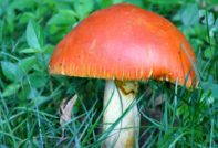 Royal mushroom