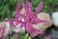 Astilba care in the fall