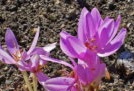 Colchicum jesen ili kolhicum