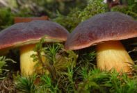 Polish mushroom