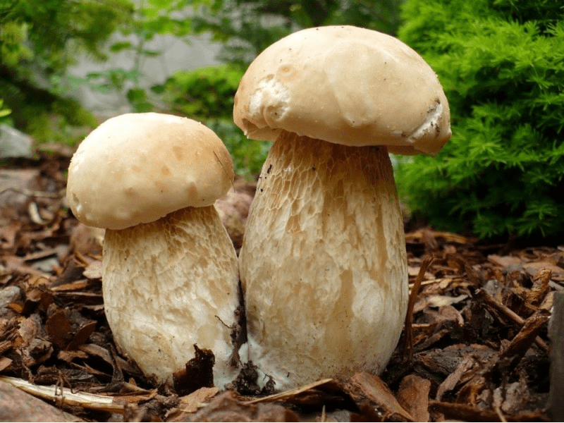 Porcini