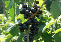 Black currant