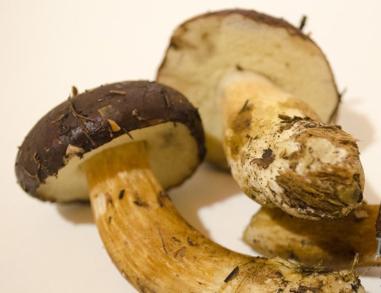Polish mushroom storage