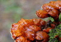 Reishi mushroom