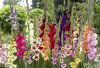 How to prepare gladioli for winter