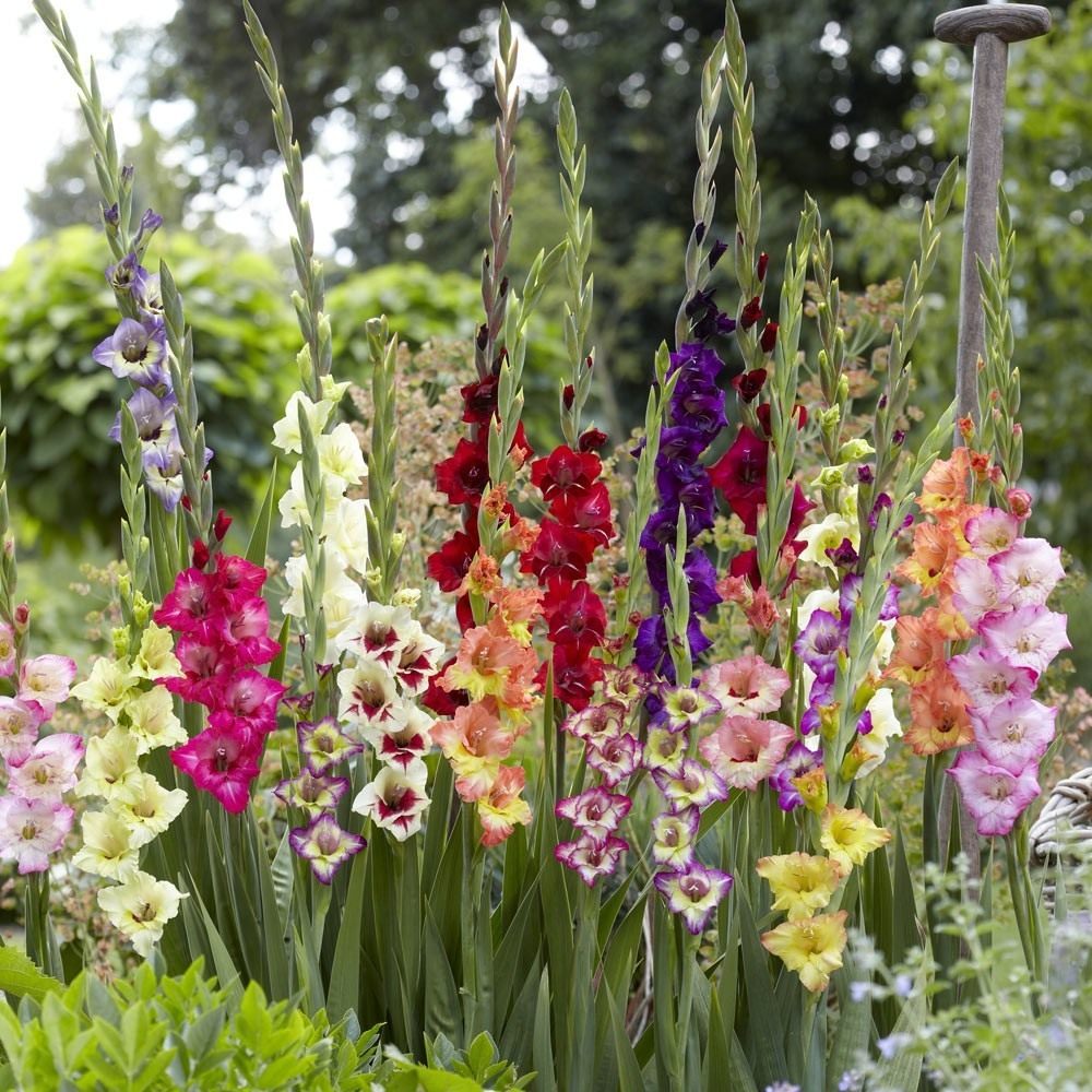 How to prepare gladioli for winter