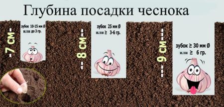 Depth of planting garlic