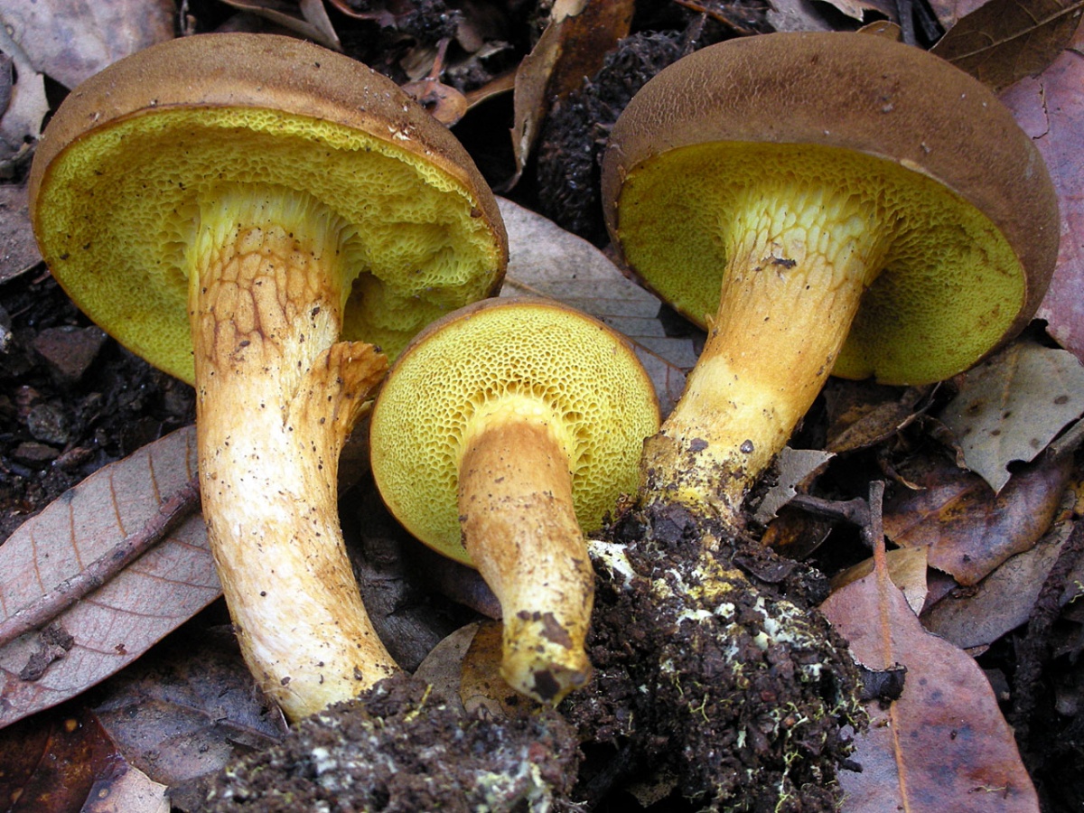 Rules for the preparation of mushrooms
