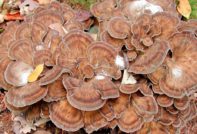 Ram mushroom