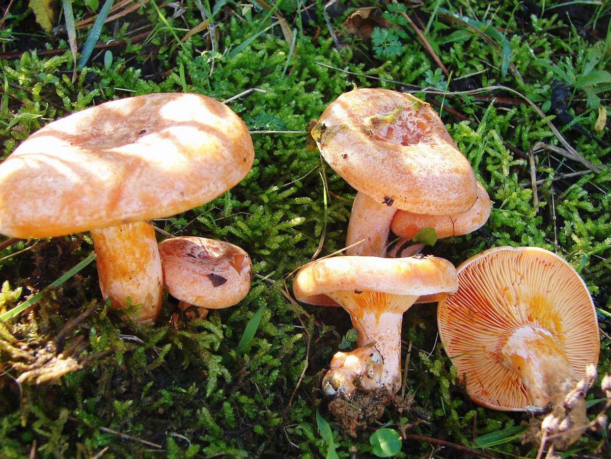Ginger real