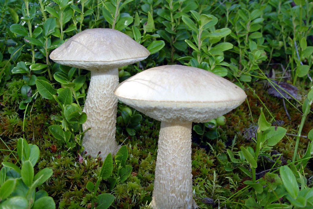 White boletus
