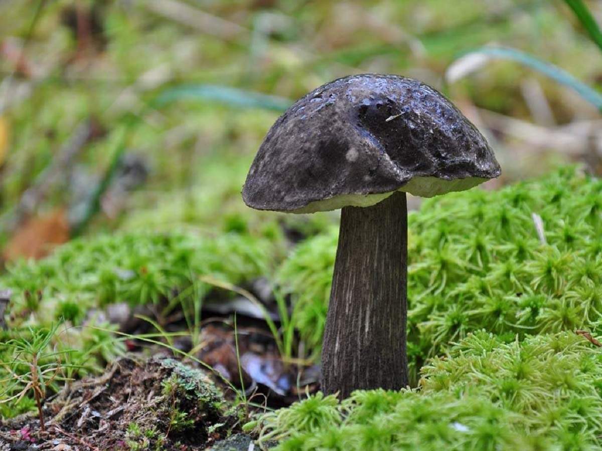 Black boletus